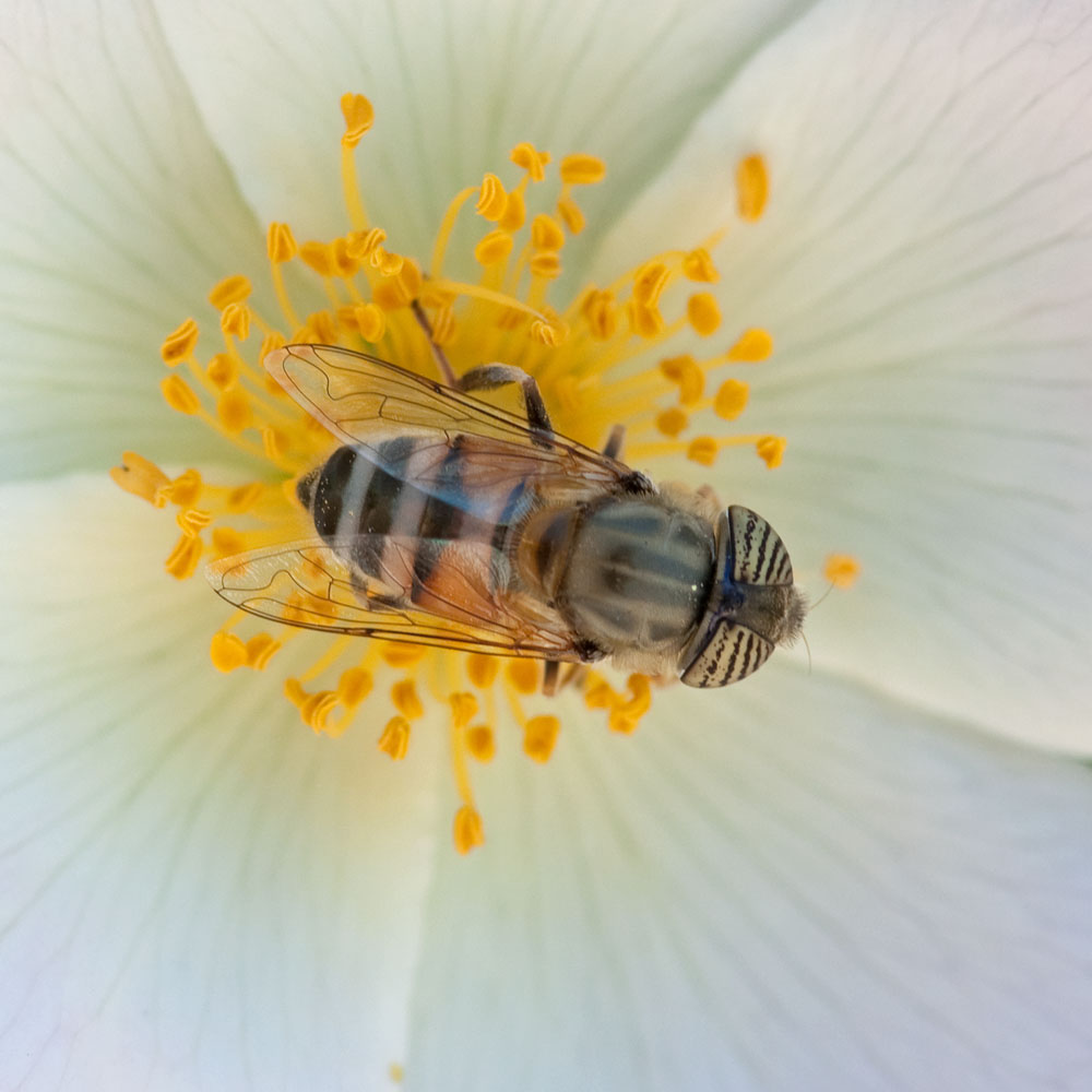 Eristalinus taeniops